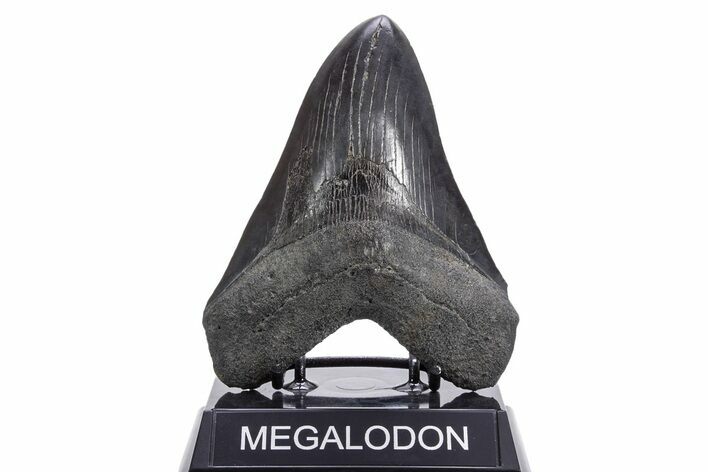 Fossil Megalodon Tooth - South Carolina #360761